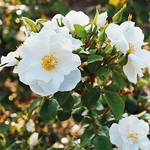 White - bed and borders rose - polyantha